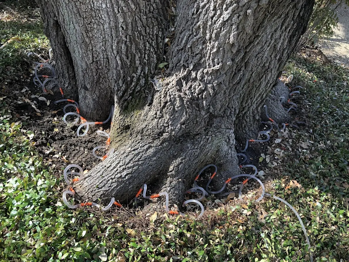 Detailed Tree Cabling and Bracing job site in Fort Leavenworth
