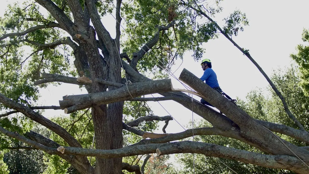 Professional Hazardous Tree Removal performed by certified arborists in Fort Leavenworth