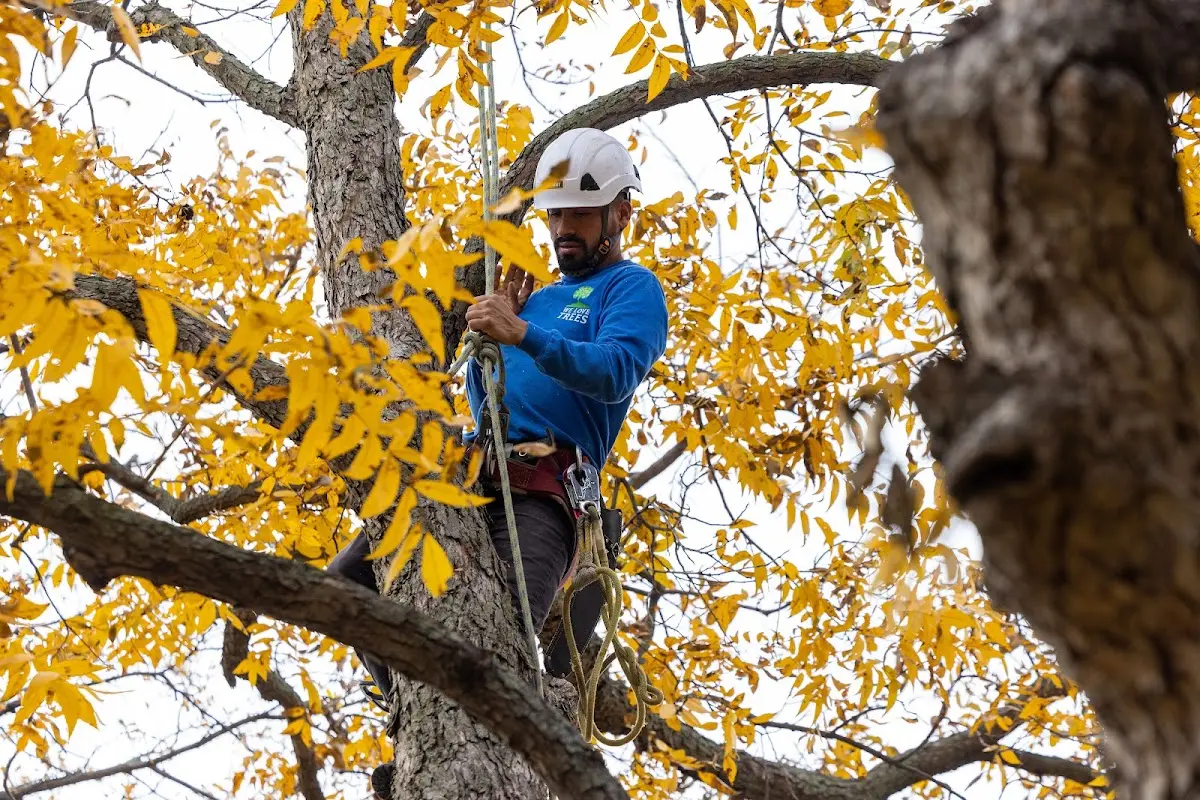 Skilled Tree Pruning crew working in Fort Leavenworth