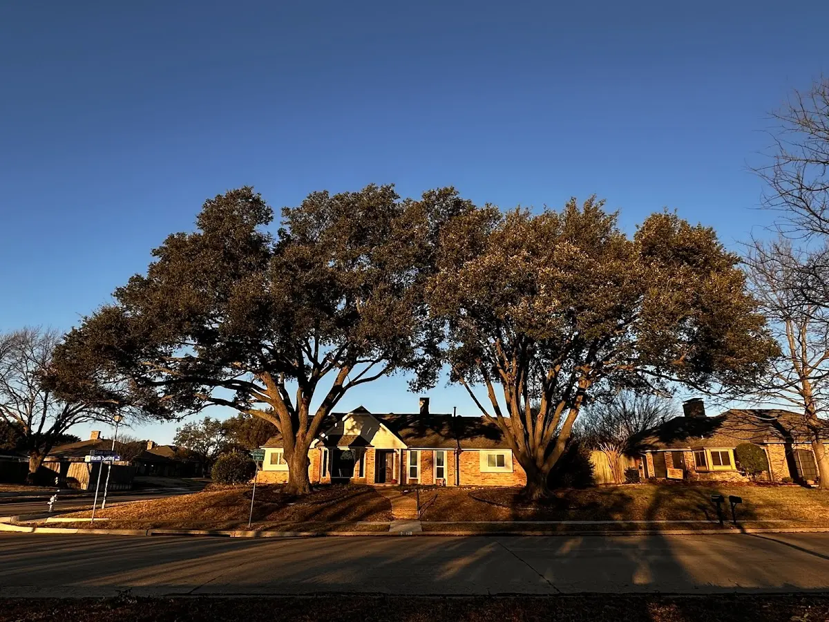 Established residential canopy tree shading a home in Fort Leavenworth